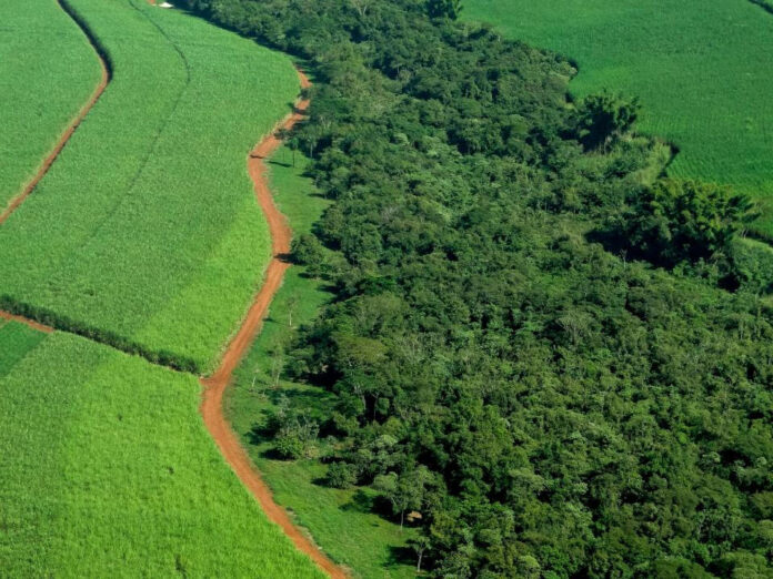 Consciência ambiental